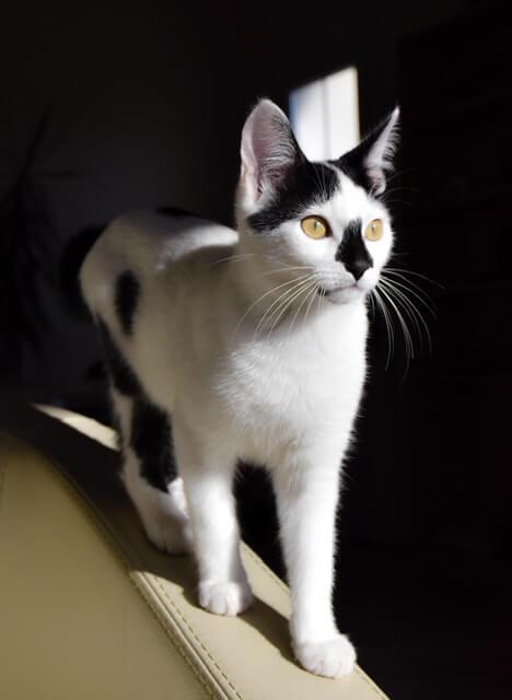 Séance de magnétisme sur chat